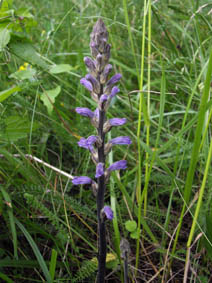 Orobanche purpurea